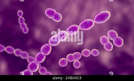 Leuconostoc-Bakterien, Computerdarstellung. Es handelt sich dabei um grampositive, kokkoide, chemoorganoheterotrophe, fakultativ anaerobe Bakterien (Prokaryotes) Stockfoto