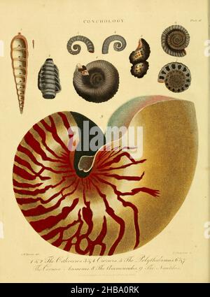 Illustration von nautilus-Muscheln. Die Konchologie ist die Sammlung und das Studium von Muscheln. Handkolorierter Kupferstich aus der Encyclopaedia Londinensis, OR, Universal Dictionary of Arts, Sciences, and Literature; Band V; herausgegeben von John Wilkes. Veröffentlicht 1810 in London, Großbritannien. Stockfoto