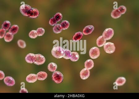 Lactococcus-Bakterien, Computerdarstellung. Lactococcus sind Gram-positive Kokken, Milchsäurebakterien, die in der Milchindustrie in der Käseproduktion eingesetzt werden. Sie wurden auch von Harnwegsinfektionen und Endokarditis isoliert. Stockfoto