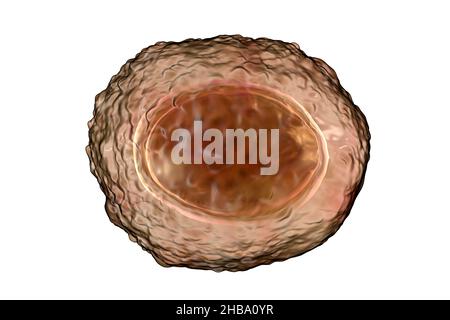 Unbefruchtete Eier von Ascaris lumbricoides, Illustration. Die Eier haben eine dicke Schutzhülle, diese dickgeschälten Eier können ungünstige Bedingungen der Dürre überleben, im Boden begraben. Der Erwachsene Wurm (bis zu 35cm lang) ist ein Darmparasit des Menschen. Befall kann Bauchschmerzen, Erbrechen, Verstopfung, Mangelernährung und Anämie verursachen. Der weibliche Wurm legt große Mengen von Eiern in den menschlichen Darm, die in den Kot ausgeschieden und von einem neuen Wirt über kontaminiertes Wasser oder Nahrung aufgenommen werden. Diese Infektion wird als Aszariasis bekannt. Stockfoto