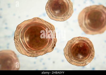 Befruchtete Eier von Ascaris lumbricoides, Illustration. Die Eier haben eine dicke Schutzhülle, diese dickgeschälten Eier können ungünstige Bedingungen der Dürre überleben, im Boden begraben. Der Erwachsene Wurm (bis zu 35cm lang) ist ein Darmparasit des Menschen. Befall kann Bauchschmerzen, Erbrechen, Verstopfung, Mangelernährung und Anämie verursachen. Der weibliche Wurm legt große Mengen von Eiern in den menschlichen Darm, die in den Kot ausgeschieden und von einem neuen Wirt über kontaminiertes Wasser oder Nahrung aufgenommen werden. Diese Infektion wird als Aszariasis bekannt. Stockfoto