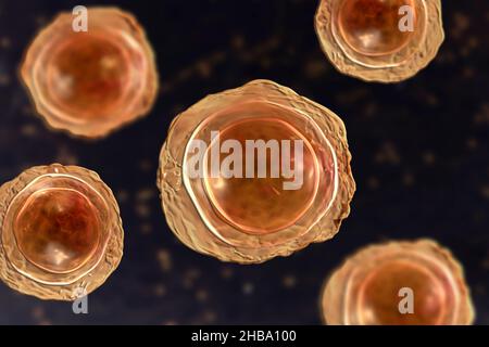 Befruchtete Eier von Ascaris lumbricoides, Illustration. Die Eier haben eine dicke Schutzhülle, diese dickgeschälten Eier können ungünstige Bedingungen der Dürre überleben, im Boden begraben. Der Erwachsene Wurm (bis zu 35cm lang) ist ein Darmparasit des Menschen. Befall kann Bauchschmerzen, Erbrechen, Verstopfung, Mangelernährung und Anämie verursachen. Der weibliche Wurm legt große Mengen von Eiern in den menschlichen Darm, die in den Kot ausgeschieden und von einem neuen Wirt über kontaminiertes Wasser oder Nahrung aufgenommen werden. Diese Infektion wird als Aszariasis bekannt. Stockfoto