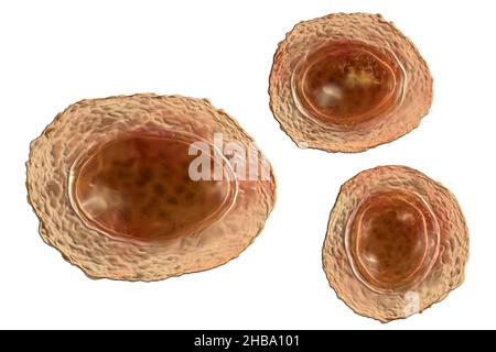 Unbefruchtete Eier von Ascaris lumbricoides, Illustration. Die Eier haben eine dicke Schutzhülle, diese dickgeschälten Eier können ungünstige Bedingungen der Dürre überleben, im Boden begraben. Der Erwachsene Wurm (bis zu 35cm lang) ist ein Darmparasit des Menschen. Befall kann Bauchschmerzen, Erbrechen, Verstopfung, Mangelernährung und Anämie verursachen. Der weibliche Wurm legt große Mengen von Eiern in den menschlichen Darm, die in den Kot ausgeschieden und von einem neuen Wirt über kontaminiertes Wasser oder Nahrung aufgenommen werden. Diese Infektion wird als Aszariasis bekannt. Stockfoto