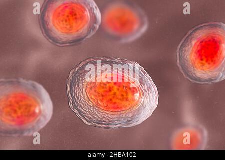 Unbefruchtete Eier von Ascaris lumbricoides, Illustration. Die Eier haben eine dicke Schutzhülle, diese dickgeschälten Eier können ungünstige Bedingungen der Dürre überleben, im Boden begraben. Der Erwachsene Wurm (bis zu 35cm lang) ist ein Darmparasit des Menschen. Befall kann Bauchschmerzen, Erbrechen, Verstopfung, Mangelernährung und Anämie verursachen. Der weibliche Wurm legt große Mengen von Eiern in den menschlichen Darm, die in den Kot ausgeschieden und von einem neuen Wirt über kontaminiertes Wasser oder Nahrung aufgenommen werden. Diese Infektion wird als Aszariasis bekannt. Stockfoto