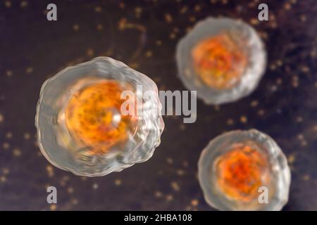 Befruchtete Eier von Ascaris lumbricoides, Illustration. Die Eier haben eine dicke Schutzhülle, diese dickgeschälten Eier können ungünstige Bedingungen der Dürre überleben, im Boden begraben. Der Erwachsene Wurm (bis zu 35cm lang) ist ein Darmparasit des Menschen. Befall kann Bauchschmerzen, Erbrechen, Verstopfung, Mangelernährung und Anämie verursachen. Der weibliche Wurm legt große Mengen von Eiern in den menschlichen Darm, die in den Kot ausgeschieden und von einem neuen Wirt über kontaminiertes Wasser oder Nahrung aufgenommen werden. Diese Infektion wird als Aszariasis bekannt. Stockfoto