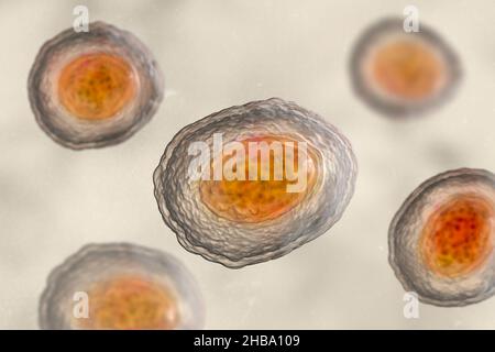 Unbefruchtete Eier von Ascaris lumbricoides, Illustration. Die Eier haben eine dicke Schutzhülle, diese dickgeschälten Eier können ungünstige Bedingungen der Dürre überleben, im Boden begraben. Der Erwachsene Wurm (bis zu 35cm lang) ist ein Darmparasit des Menschen. Befall kann Bauchschmerzen, Erbrechen, Verstopfung, Mangelernährung und Anämie verursachen. Der weibliche Wurm legt große Mengen von Eiern in den menschlichen Darm, die in den Kot ausgeschieden und von einem neuen Wirt über kontaminiertes Wasser oder Nahrung aufgenommen werden. Diese Infektion wird als Aszariasis bekannt. Stockfoto