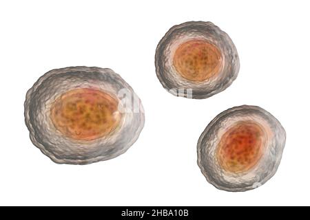 Unbefruchtete Eier von Ascaris lumbricoides, Illustration. Die Eier haben eine dicke Schutzhülle, diese dickgeschälten Eier können ungünstige Bedingungen der Dürre überleben, im Boden begraben. Der Erwachsene Wurm (bis zu 35cm lang) ist ein Darmparasit des Menschen. Befall kann Bauchschmerzen, Erbrechen, Verstopfung, Mangelernährung und Anämie verursachen. Der weibliche Wurm legt große Mengen von Eiern in den menschlichen Darm, die in den Kot ausgeschieden und von einem neuen Wirt über kontaminiertes Wasser oder Nahrung aufgenommen werden. Diese Infektion wird als Aszariasis bekannt. Stockfoto