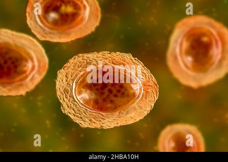 Unbefruchtete Eier von Ascaris lumbricoides, Illustration. Die Eier haben eine dicke Schutzhülle, diese dickgeschälten Eier können ungünstige Bedingungen der Dürre überleben, im Boden begraben. Der Erwachsene Wurm (bis zu 35cm lang) ist ein Darmparasit des Menschen. Befall kann Bauchschmerzen, Erbrechen, Verstopfung, Mangelernährung und Anämie verursachen. Der weibliche Wurm legt große Mengen von Eiern in den menschlichen Darm, die in den Kot ausgeschieden und von einem neuen Wirt über kontaminiertes Wasser oder Nahrung aufgenommen werden. Diese Infektion wird als Aszariasis bekannt. Stockfoto