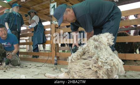 Baikal, Russland - 14 2019. Juni: Burjat National Sport Shearer Scheren Schafe auf der landwirtschaftlichen Show im Wettbewerb. Sacred Mount Yehe Erdo, Yerdyn Games. Stockfoto