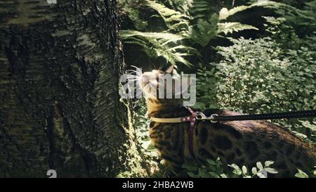 Eine Katze in einem Stadtpark. Bengalen wildcat Spaziergang auf den Wald im Kragen. Asiatische Jungle Cat oder Sumpf oder Reed. Häuslich Leopard Cat. Stockfoto