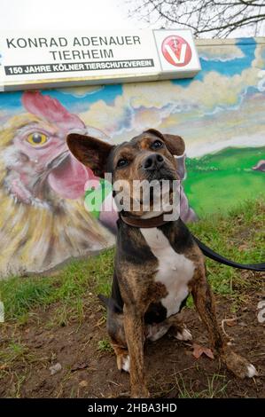 Köln, Deutschland. 17th Dez 2021. Boxer-Hund-Mix Odett steht vor dem Tierheim Konrad Adenauer. (To dpa: 'Tierrechtsaktivisten: In der Pandemie noch mehr so keine Tiere zu Weihnachten') Quelle: Henning Kaiser/dpa/Alamy Live News Stockfoto