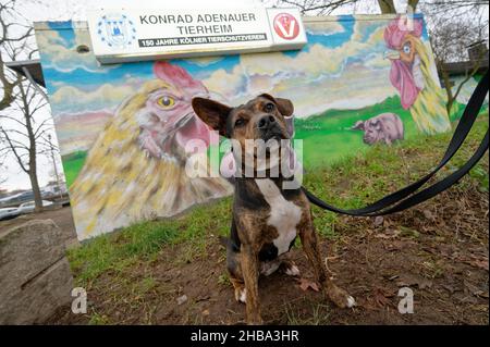 Köln, Deutschland. 17th Dez 2021. Boxer-Hund-Mix Odett steht vor dem Tierheim Konrad Adenauer. (To dpa: 'Tierrechtsaktivisten: In der Pandemie noch mehr so keine Tiere zu Weihnachten') Quelle: Henning Kaiser/dpa/Alamy Live News Stockfoto