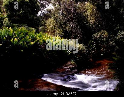 Fließendes Wasser im Regenwald, Tasmanien Stockfoto