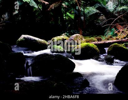 Fließendes Wasser im Regenwald, Tasmanien Stockfoto