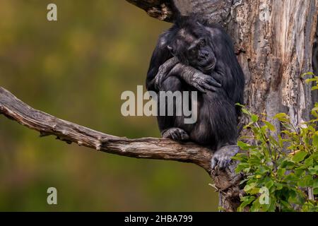 Ein sitzender westafrikanischer Schimpanse entspannt sich Stockfoto