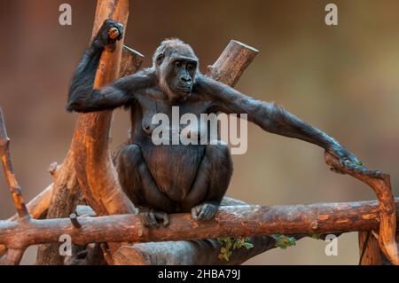 Eine Gorilla-Mutter, die auf einem Baum sitzt Stockfoto