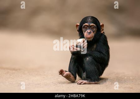 Ein sitzender westafrikanischer Schimpansen-Baby entspannt sich Stockfoto