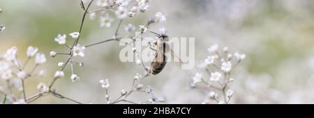 Biene auf Gipsophila Blume in schönen Garten in der Nähe Stockfoto