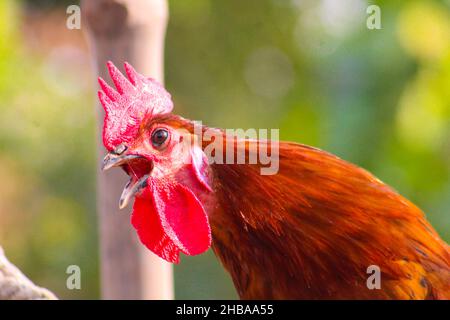 Braune und graue Henne im Garten Stockfoto