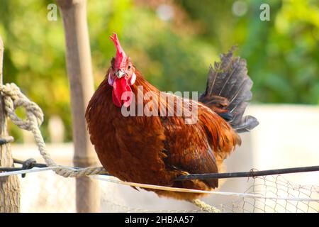 Braune und graue Henne im Garten Stockfoto