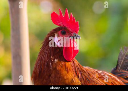 Braune und graue Henne im Garten Stockfoto