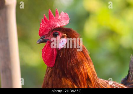 Braune und graue Henne im Garten Stockfoto