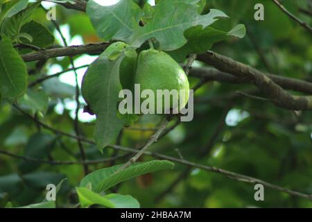 Sommer Obst und Beeren. Flachbild-von Reifen Erdbeeren, Kirschen, Trauben, Heidelbeeren, Birnen, Aprikosen, Feigen im Holz- Umweltfreundliche Boxen über Stockfoto