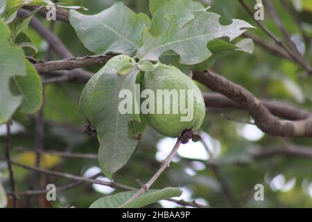 Sommer Obst und Beeren. Flachbild-von Reifen Erdbeeren, Kirschen, Trauben, Heidelbeeren, Birnen, Aprikosen, Feigen im Holz- Umweltfreundliche Boxen über Stockfoto