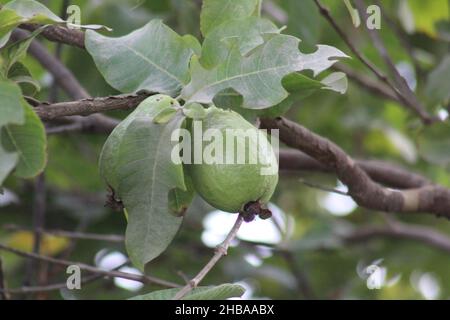 Sommer Obst und Beeren. Flachbild-von Reifen Erdbeeren, Kirschen, Trauben, Heidelbeeren, Birnen, Aprikosen, Feigen im Holz- Umweltfreundliche Boxen über Stockfoto