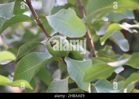 Sommer Obst und Beeren. Flachbild-von Reifen Erdbeeren, Kirschen, Trauben, Heidelbeeren, Birnen, Aprikosen, Feigen im Holz- Umweltfreundliche Boxen über Stockfoto