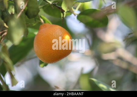 Sommer Obst und Beeren. Flachbild-von Reifen Erdbeeren, Kirschen, Trauben, Heidelbeeren, Birnen, Aprikosen, Feigen im Holz- Umweltfreundliche Boxen über Stockfoto