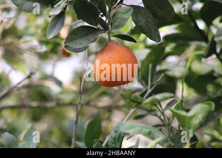 Sommer Obst und Beeren. Flachbild-von Reifen Erdbeeren, Kirschen, Trauben, Heidelbeeren, Birnen, Aprikosen, Feigen im Holz- Umweltfreundliche Boxen über Stockfoto