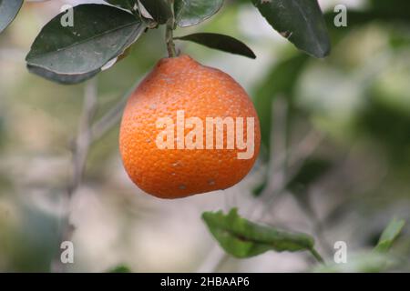 Sommer Obst und Beeren. Flachbild-von Reifen Erdbeeren, Kirschen, Trauben, Heidelbeeren, Birnen, Aprikosen, Feigen im Holz- Umweltfreundliche Boxen über Stockfoto
