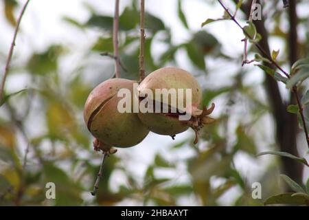 Sommer Obst und Beeren. Flachbild-von Reifen Erdbeeren, Kirschen, Trauben, Heidelbeeren, Birnen, Aprikosen, Feigen im Holz- Umweltfreundliche Boxen über Stockfoto