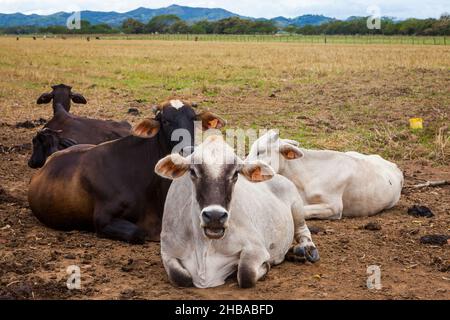 Viehzucht auf dem Boden in den Feldern in der Nähe von Cienaga de las Macanas, Provinz Herrera, Republik Panama, Mittelamerika. Stockfoto