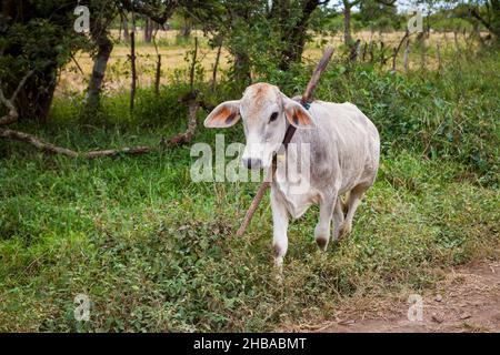 Ein Kalb mit einem „poste“ am Hals in der Region Cienaga de las Macanas, Provinz Herrera, Republik Panama, Mittelamerika. Stockfoto