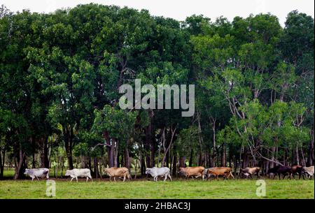 Viehzucht auf grünen Feldern in der Provinz Herrera, Republik Panama, Mittelamerika. Stockfoto