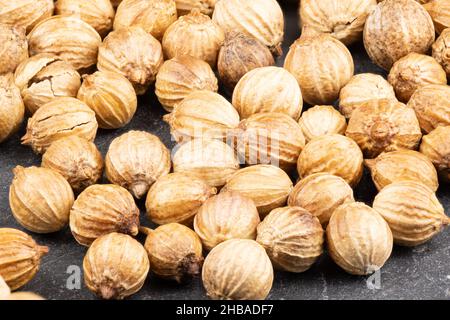 Makro von echten essbaren Gewürzen und Samen: Details von Koriandersamen ( Coriandrum sativum ) vollständiges Bild scharf mit Fotostapel Stockfoto