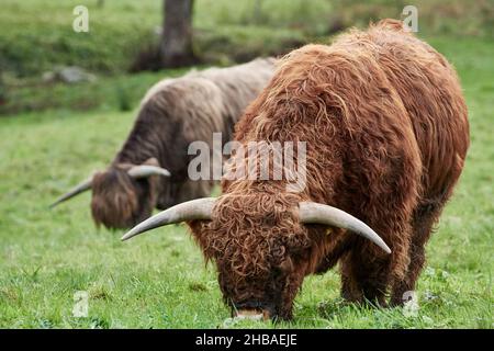 Hochlandrinder grasen auf dem Feld auf dem Bauernhof (Bos taurus taurus) Stockfoto