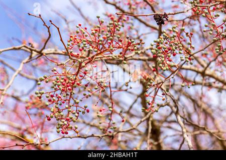 Zweige des Terebinth Pistachio-Baumes mit unterschiedlichen Reifegraden schließen sich aus. Stockfoto