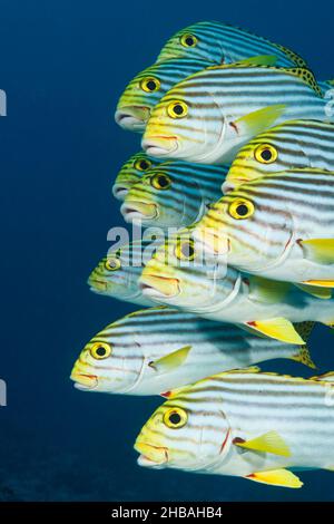 Schwarm orientalischer Sweetlips, Plectorhinchus vittatus, Nord-Ari-Atoll, Indischer Ozean, Malediven Stockfoto