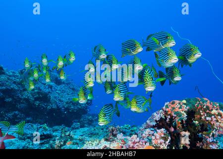 Schwarm orientalischer Sweetlips, Plectorhinchus vittatus, Nord-Ari-Atoll, Indischer Ozean, Malediven Stockfoto