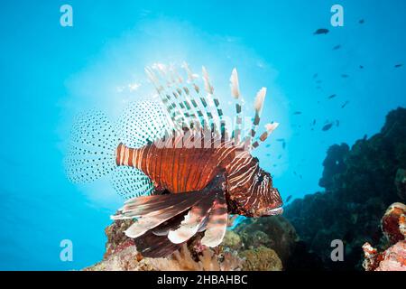 Teufel Firefish, Pterois Miles, Felidhu Atoll, Malediven, Indischer Ozean Stockfoto