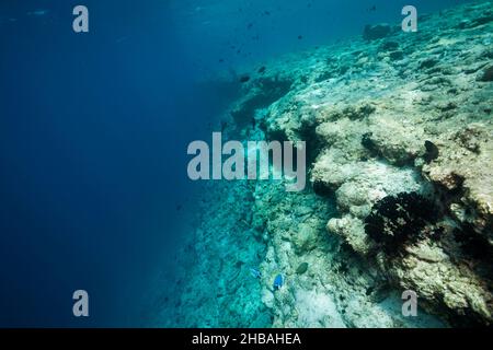 Korallen gebleicht auf Riffdach, Nord Male Atoll, Indischer Ozean, Malediven Stockfoto