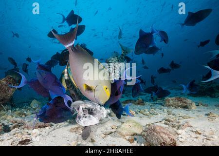 Korallenfische fressen Fischköder, Acanthurus xanthopterus, Nord-Male-Atoll, Indischer Ozean, Malediven Stockfoto