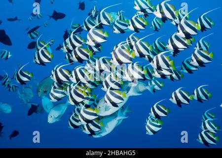 Schwarm von Pennant Bannerfish, Heniochus-Diphreuten, Nord-Male-Atoll, Indischer Ozean, Malediven Stockfoto