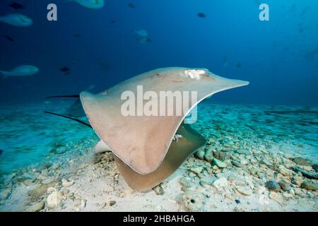 Rosa Pateobatis Whipray, Fai, Nord Male Atoll, Malediven, Indischer Ozean Stockfoto