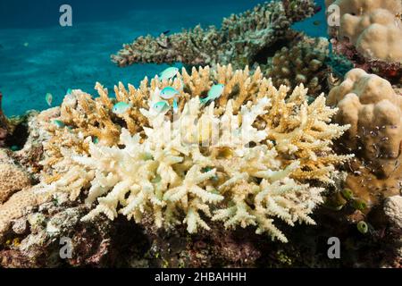 Korallen gebleicht auf Riffdach, Felidhu Atoll, Indischer Ozean, Malediven Stockfoto