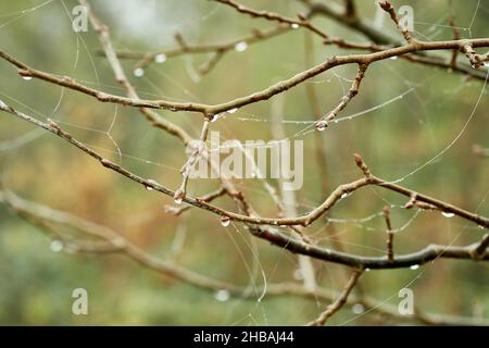 Nasse Baumzweige mit Regentropfen am Herbstmorgen. Stockfoto