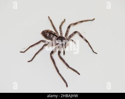 Australische riesige graue Jagdspinne (Hokonia immanis) gebänderter Jäger, der auf einer weißen Oberfläche steht. Von oben. Queensland, Australien. Stockfoto